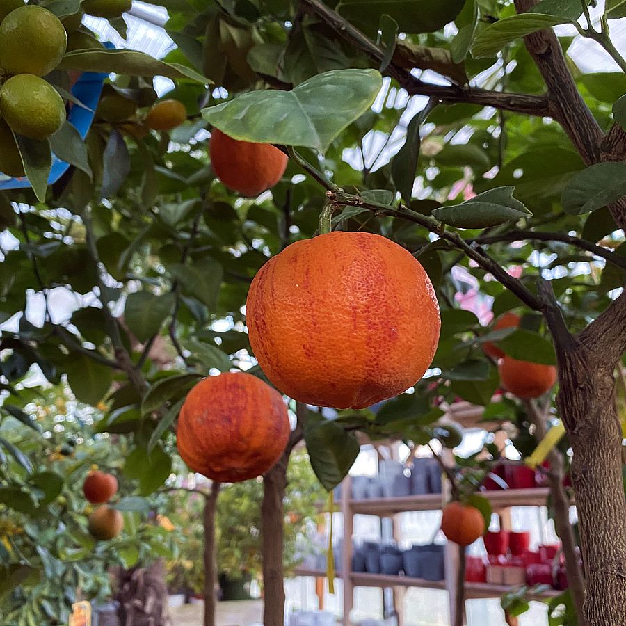 Szivárvány narancs Citrus sinensis 'Arcobaleno'